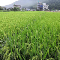 गच्छेअनुसार दसैँ मनाउन आग्रह