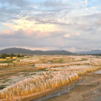 नदीको बगरमा फुलेको काँस