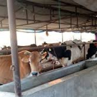 प्रदेश गौरबका दुई सडक योजनाको काम अगाडि बढेन