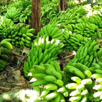 टेक्ससमा गोली हानी एक नेपाली विद्यार्थीको हत्या