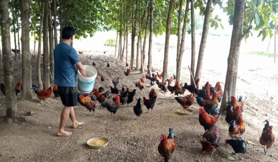 जहाँ ड्रोनले गर्छ खाना पुर्‍याउने काम
