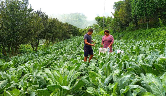 मोरक्कोमा युवाको नेतृत्वमा विरोध प्रदर्शन तीव्र