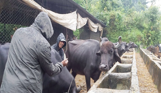 घरपालुवा जनावरका लागि खोप अभियान सञ्चालन गरिँदै