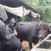 सङ्खुवासभामा निःशुल्क यातायात सेवा