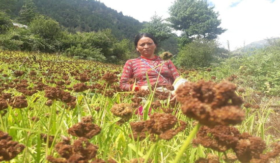 किसानलाई पाकेको बाली भित्र्याउने चटारो