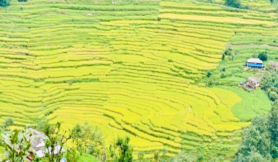 धानको बाला झुले खेतैमा !