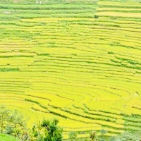 कटहर मिठाे नेपाली, बजारमा बिक्छ भारतीय