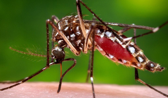 डेङ्गु ज्वरोका कारण बङ्गलादेशमा २१२ को मृत्यु