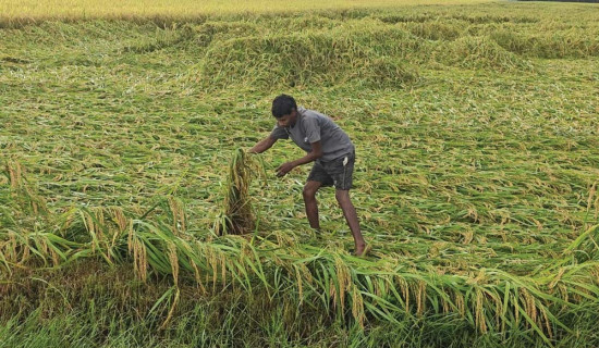 ‘भइयो परदेशी’ सार्वजनिक
