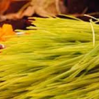 सप्तकोशीमा सन्ताउन्न वर्षयताकै तेस्रो ठुलो बाढी
