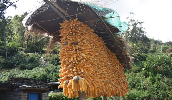 परम्परागत रुपमा राखिएको थाक्रोमा मकै