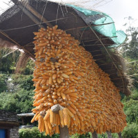 नेपालको निर्वाचन नालीबेली