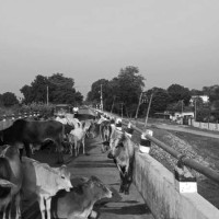 बाली जोगाउन कृषकलाई विज्ञको सल्लाह