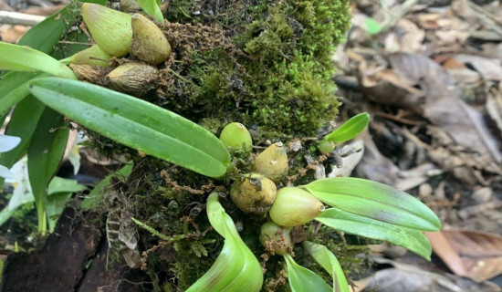 झापामा दुई हजार परिवारलाई राहत सामग्री