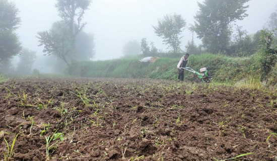 हिउँदे बालीका लागि वर्षा वरदान