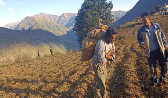 बाजुराका किसानलाई बाली भित्र्याउन सकस