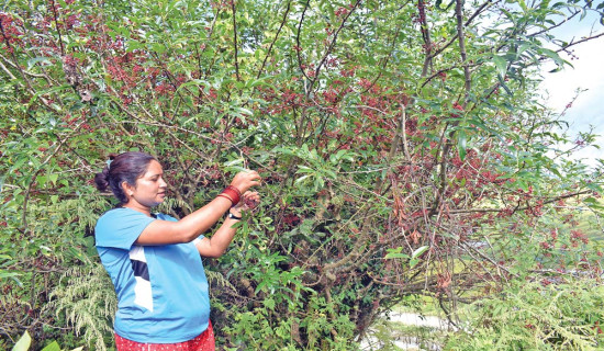 लोक सेवा विशेष वस्तुगत प्रश्नोत्तर