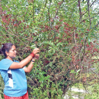 लोक सेवा विशेष वस्तुगत प्रश्नोत्तर