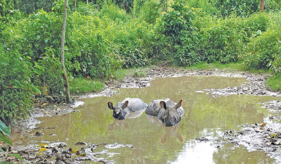 बर्सातको प्रभाव,जैविक विविधतामा कम नोक्सानी