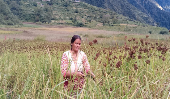 पाँडीका महिलालाई कोदो टिप्न चटारो