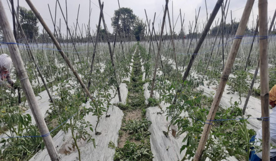 तरकारी बाली डुबानमा पर्दा लाखौँको क्षति