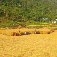 रात्रिकालीन व्यवसायमा बेथिति