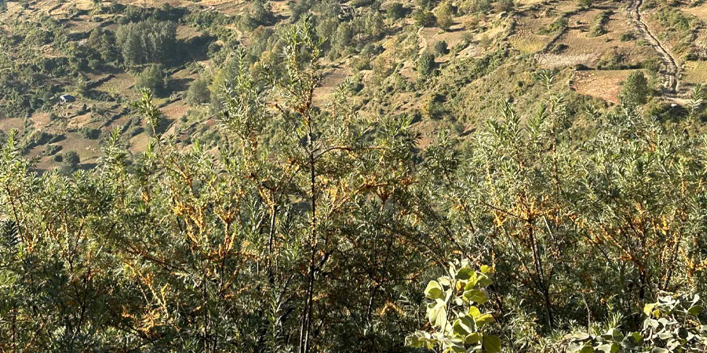 हुम्लामा लटरम्मै फल्यो डालेचुक