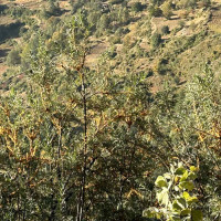 जाजरकोटमा जिप दुर्घटना, दुईको मृत्यु, नौ जना घाइते