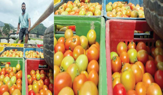 बङ्गलादेशमा गोलभेँडा निर्यात