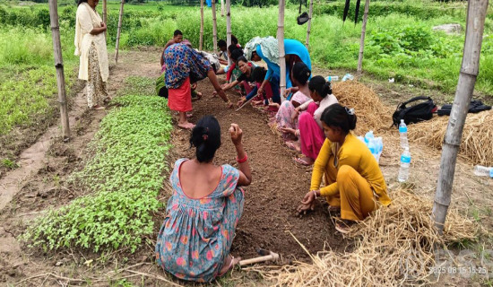 सामूहिक खेतीबाट मनग्य आम्दानी गर्दै महिला