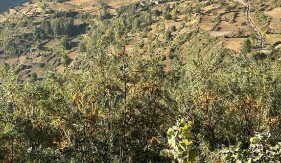 जुम्ला खण्डमा भ्यान दुर्घटना, १० जना घाइते