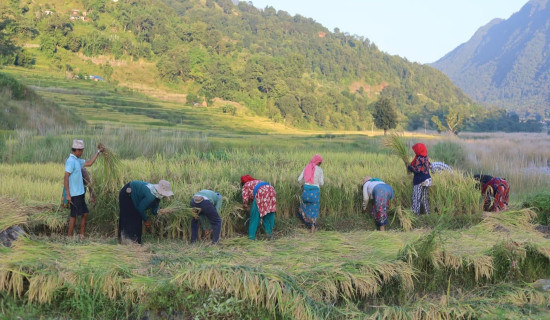 मनसुन बाहिरियो, किसानलाई धान थन्क्याउन चटारो