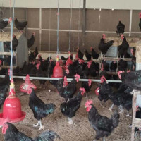 सहकारीलाई व्यवस्थित गर्न छुट्टै ऐन आवश्यक
