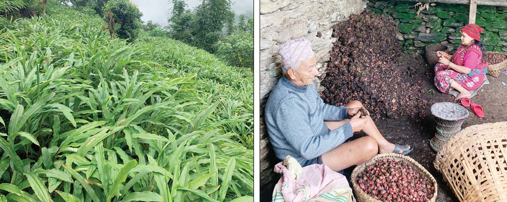 अलैँचीको उत्पादन बढ्दा मूल्य घट्यो