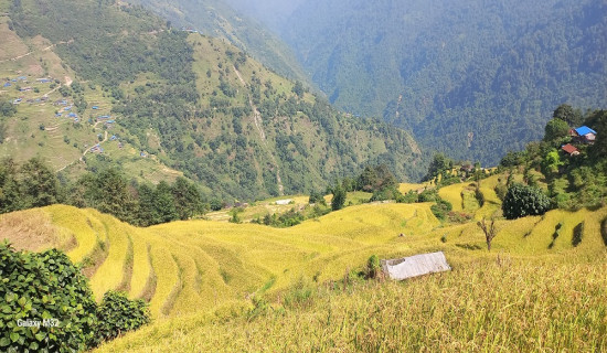 मुगुमा वर्षेनी घट्दो कृषि उत्पादन
