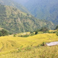 सुनसरीमा सिटी सफारी चालकको हत्या
