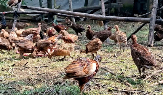 बाँकेमा बढ्यो कालिजको माग