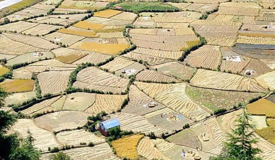 जुम्लामा मार्सी धान काट्न सुरु