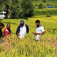 लाहाको चुराको माग बढ्दै, तर कारीगर घट्दै