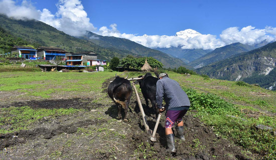 हिमालको काखमा किसानको मेलो