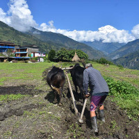 पनौती जात्राको सन्देश :  सृष्टि चलाउन यौनकर्म  (फोटो फिचरसहित)
