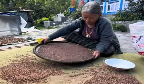 फापर थन्क्याउनमा व्यस्त मनाङी किसान