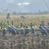 बागलुङमा डेङ्गीको बिरामी बढे, सरोकारवाला चिन्तित