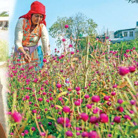 करोडौँको जैतुन खेती अलपत्र