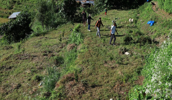 झाडी फाडेर फलफूलखेती