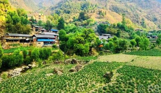 बागलुङमा एक अर्ब ९४ करोड ६० लाखको आलु उत्पादन