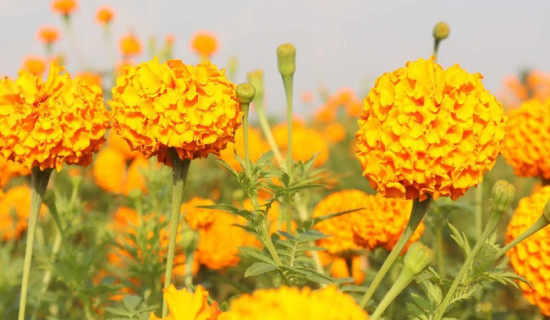 राष्ट्रिय अर्थतन्त्रमा कर्णालीको योगदान न्यून