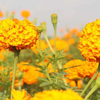 दुग्धजन्य पदार्थ निर्यातमा चुनौती