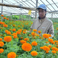 मधेश प्रदेश कृषि क्षेत्रमा हिस्सा धेरै