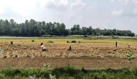 कैलाली भन्सारद्वारा नौ अर्ब राजस्व सङ्कलन